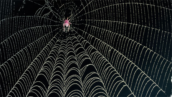 WebWeave